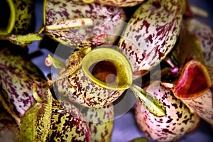 Wild Pitcher Plant