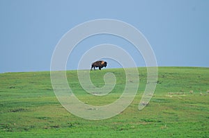 Wild Plains Bison (Bison bison bison)