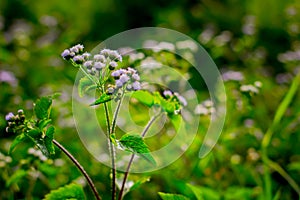 Wild Plant : Ageratum Conyzoides