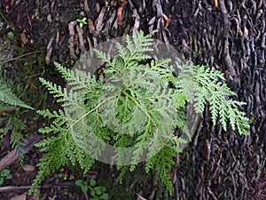 Wild plant. Athyrium filix-femina photo