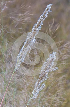 A wild plant on an autumn evening with blur background