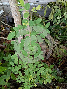 a wild plant that is believed by some people as a traditional medicine.