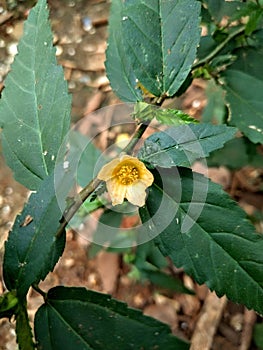 a wild plant called sida acuta, has a yellow flower color. photo