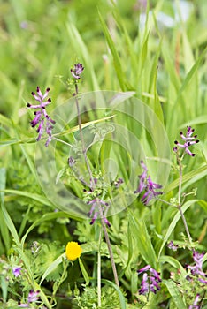 Wild plant common ramping fumitory