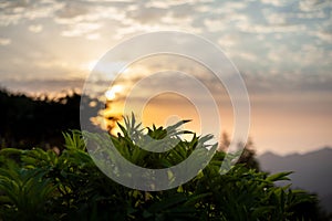 Wild plant in countryside at golden sunrise