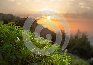 Wild plant in countryside at golden sunrise