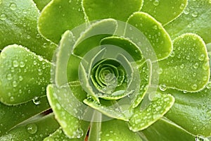 Wild plant covered with raindrops