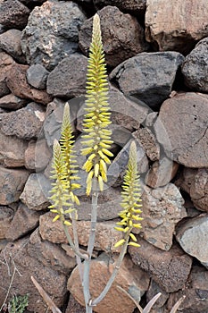 Wild plant with flower buds still closed