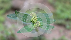 Wild plant flowers thrive