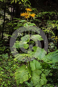 Wild plant Heartleaf Oxeye - latin name Telekia speciosa with yellow flowers