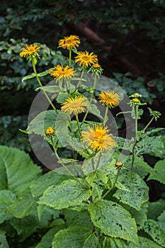 Wild plant Heartleaf Oxeye - latin name Telekia speciosa with yellow flowers