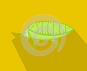 Wild Plant Lice Insect