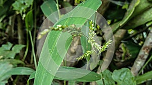 a wild plant that is like rice