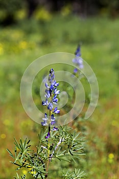 Wild plant Lupinus pilosus grows in natural habitat close-up