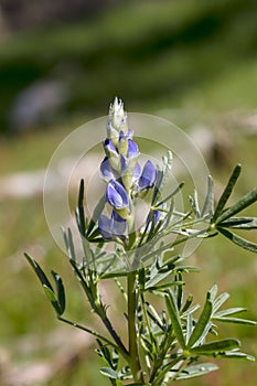 Wild plant Lupinus pilosus grows in natural habitat close-up