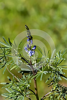 Wild plant Lupinus pilosus grows in natural habitat close-up