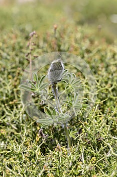 Wild plant Lupinus pilosus with seeds grows in natural habitat close-up