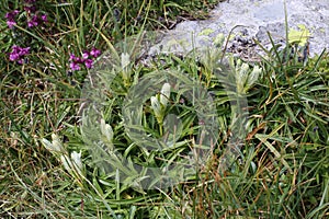 Gentiana frigida - wild plant photo