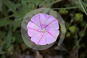 Convolvulus cantabrica - Wild plant shot in the spring photo