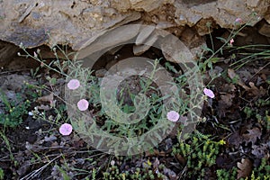 Convolvulus cantabrica - Wild plant shot in the spring photo