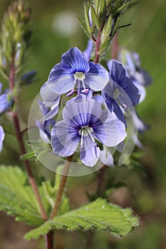 Veronica vindobonensis - Wild plant shot in the spring. photo