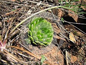 A wild plant Orostachys spinosa