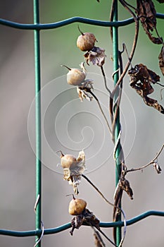 Wild plant with seed heads climbing up a wire fence. Winter scene.