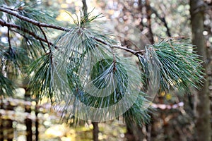 Pinus peuce, Pinaceae. photo