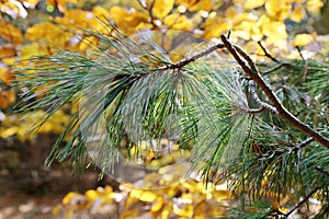 Pinus peuce, Pinaceae. photo