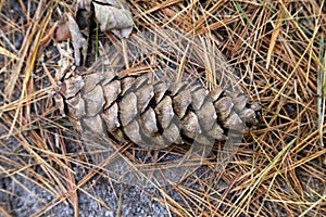 Pinus peuce, Pinaceae. photo