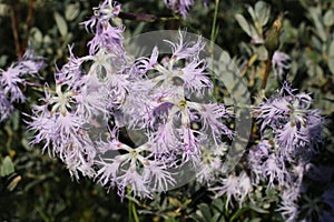 Dianthus superbus, Caryophyllaceae photo