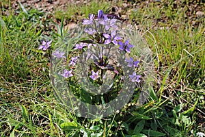 Gentianella bulgarica, Gentianaceae photo