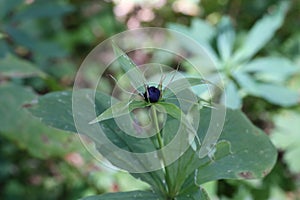 Paris quadrifolia, Melanthiaceae photo