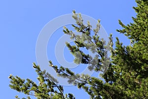 Pinus peuce, Pinaceae photo