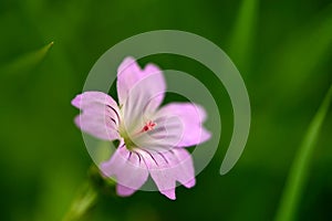 A wild plant is showing its large pistil in its calyx like purplish flower