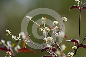 Wild plant small white flower outdoor garden in Guatemala, Central America. Alternanthera brasiliana, corinth leaves