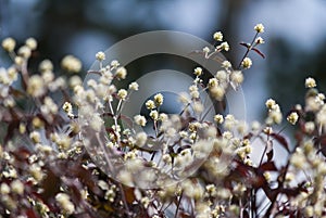 Wild plant small white flower outdoor garden in Guatemala, Central America. Alternanthera brasiliana, corinth leaves