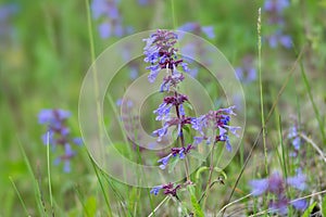 Medicative herb of broad-leaved sage Latin Salvia officinalis grows in a green meadow photo