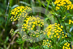 Wild plant tansy