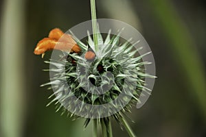 wild plant with thorns