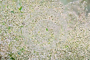 Wild plant tumbleweed with spherical flowers after the rain for