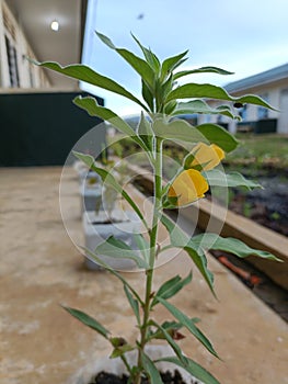 This is a wild plant that is used by local residents as decoration