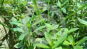 wild plant and weeds growing in the waterways