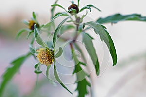 Wild plant with yellow flowers - Devil`s beggarticks; Bidens frondosa