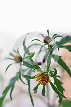 Wild plant with yellow flowers - Devil`s beggarticks; Bidens frondosa