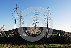 Wild plants and cactus like in the nature surrounded by Green Grass and small hills all outside small village areas