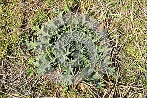 Wild plants in the field