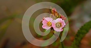 wild plants flower in spring