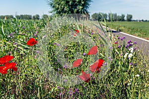 Wild plants and flowers along a bike path