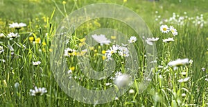 Wild plants and flowers growing in spring meadow, sunny day, selective focus